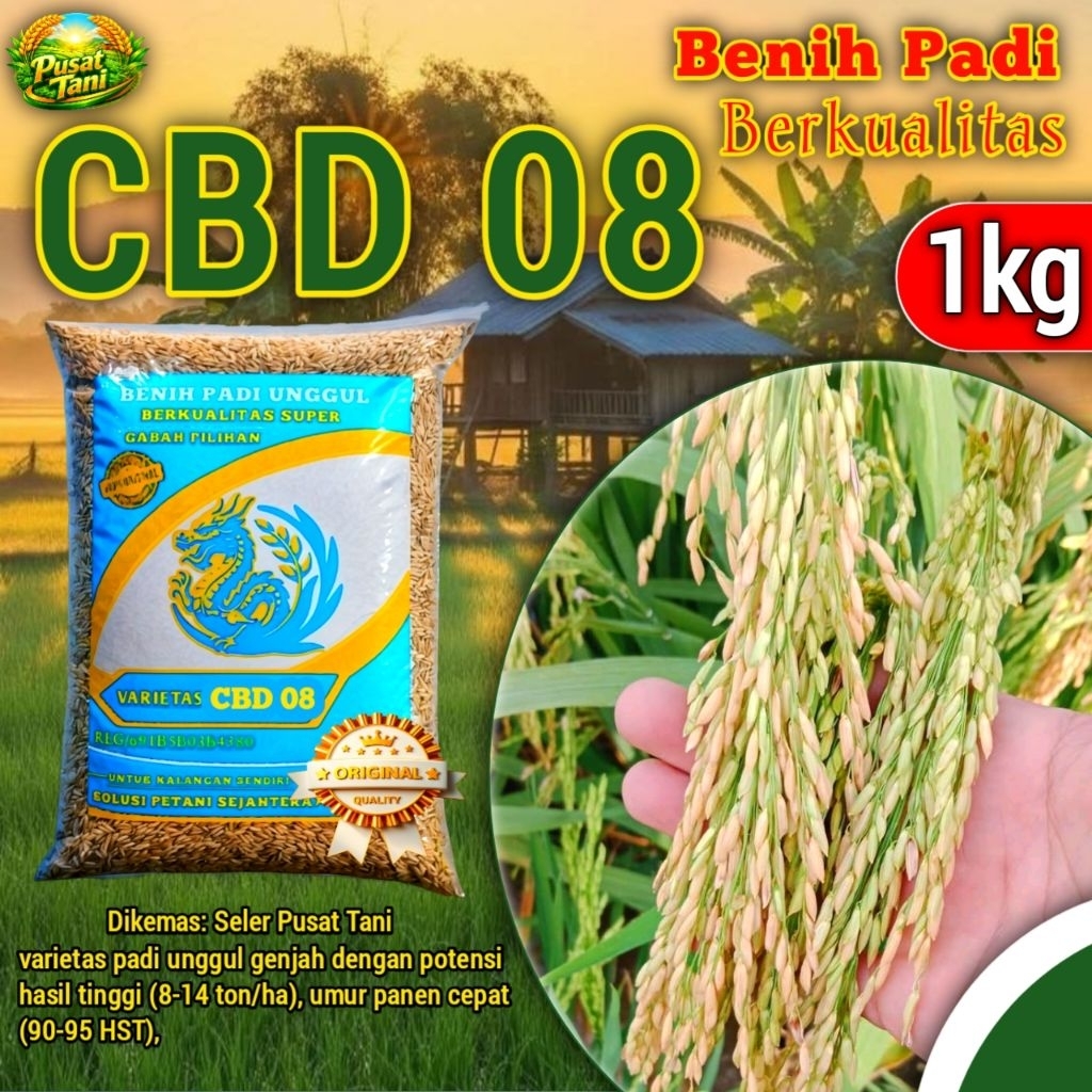 BENIH PADI UNGGUL CBD 08 SUPER GENJAH KEMASAN 1KG