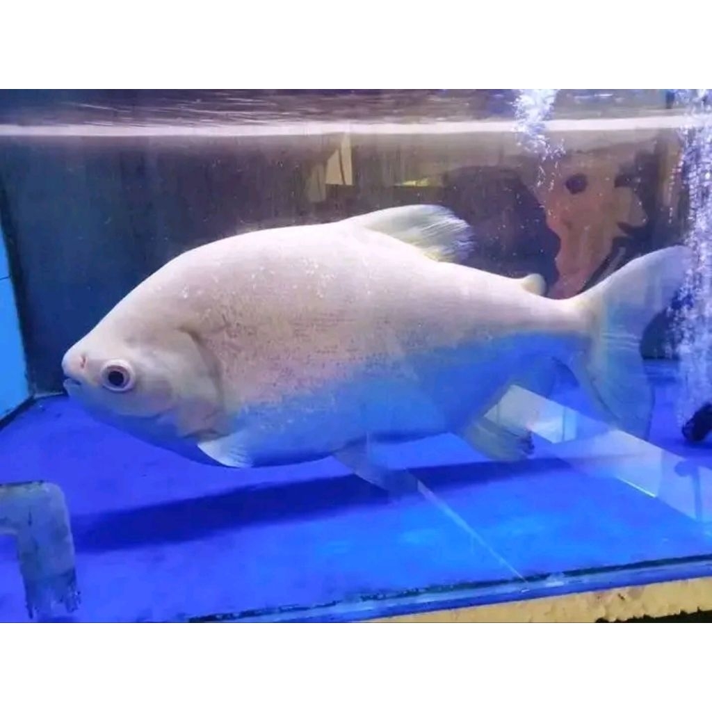 ikan pacu albino