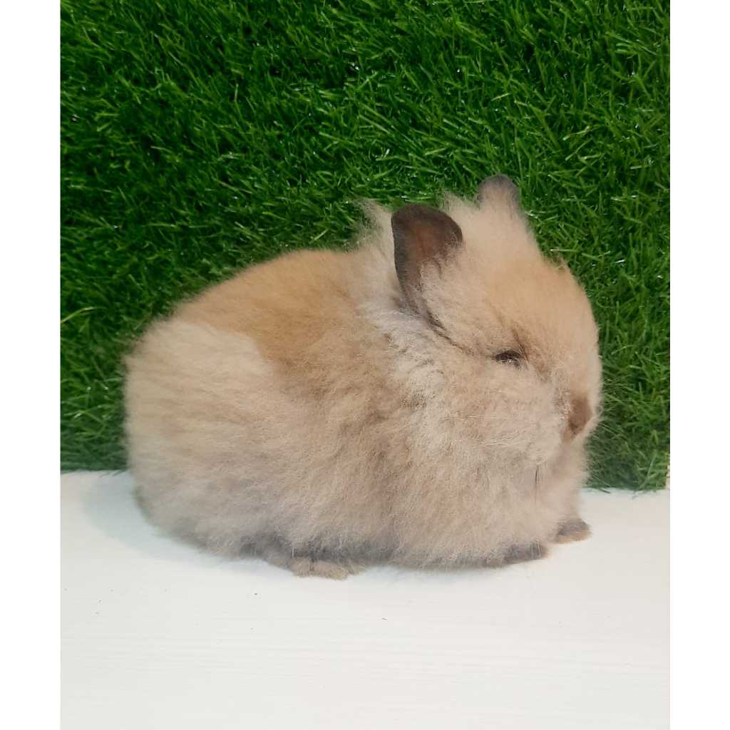 KELINCI HIDUP IMPORT MINI LION HEAD - 2 BULAN