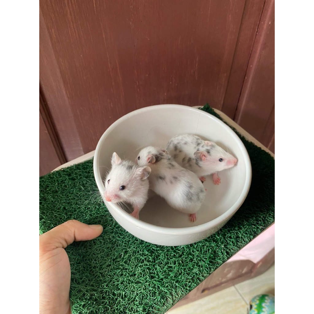 hamster syrian fujiyama usia 2 bulan betina