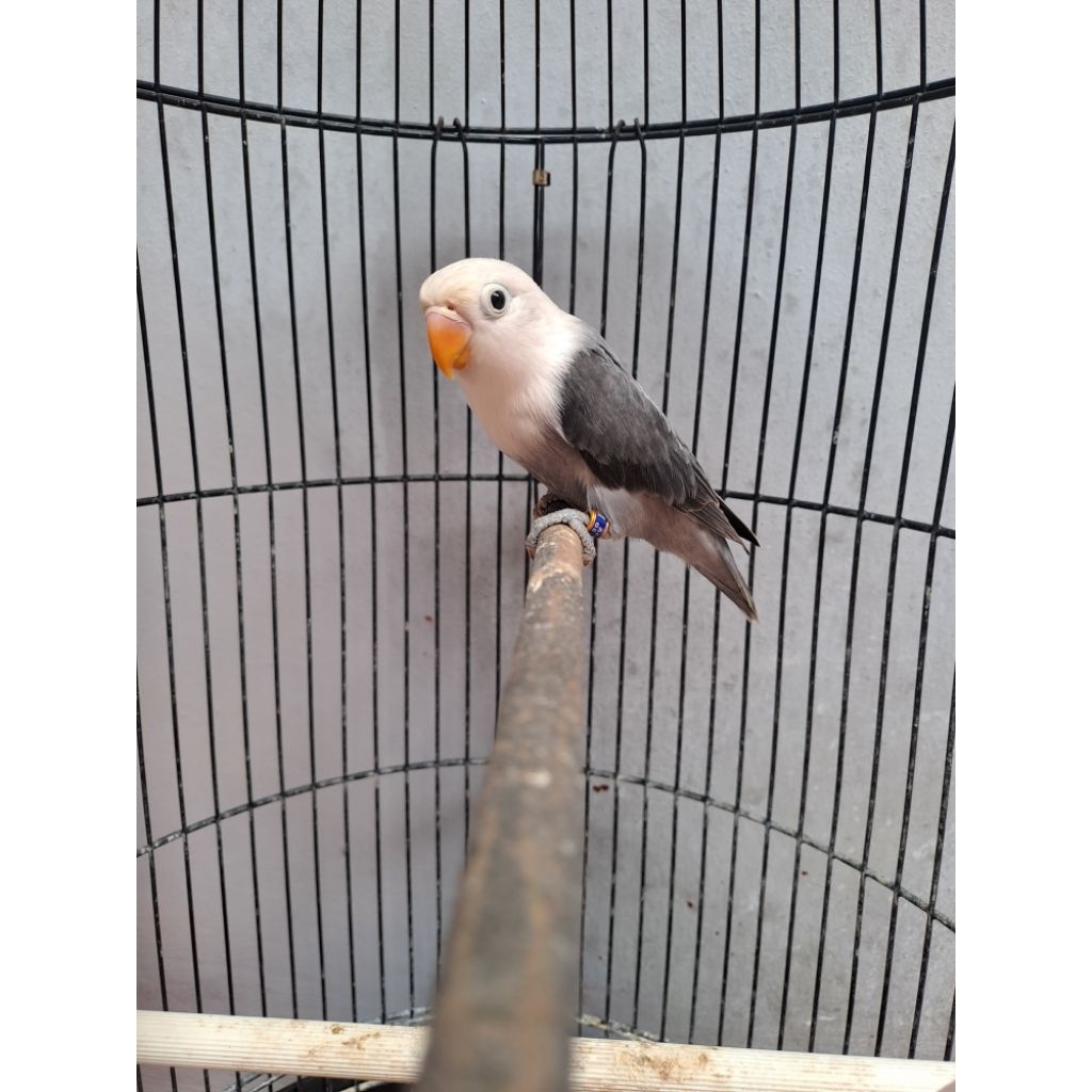 Lovebird Paud Biola Mouve//Ino