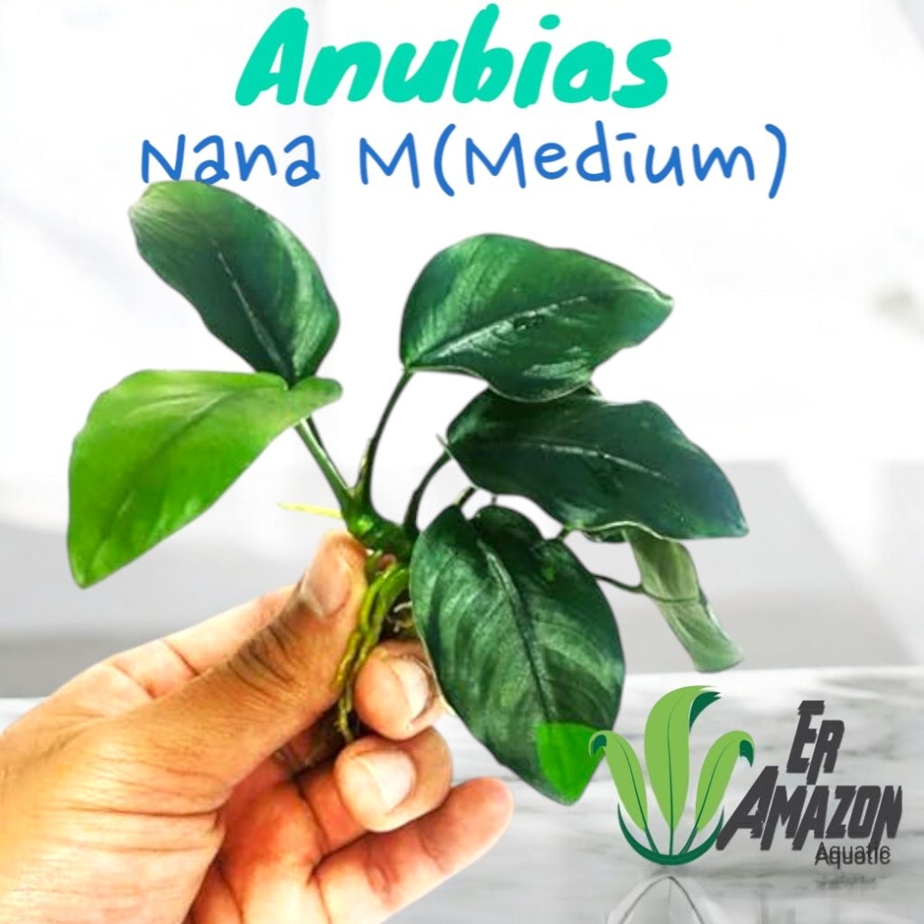 Anubias Nana S Dan M Tanaman Aquascape Terarium Paludarium
