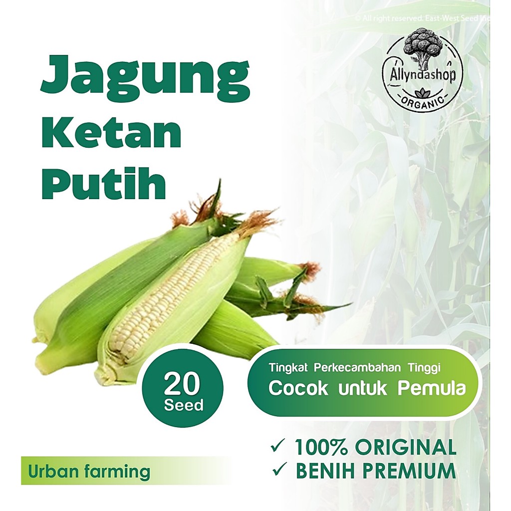 Bibit Benih Jagung Ketan Putih