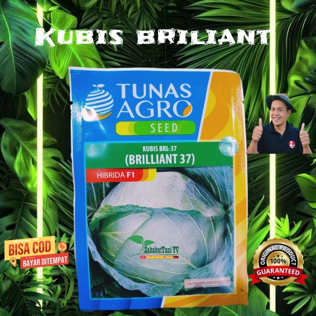 KUBIS BRILLIANT 37 HIBRIDA F1