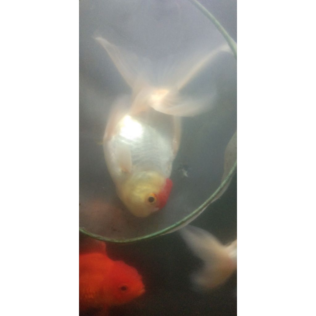 KOKI ORANDA RED CUP UKURAN XL