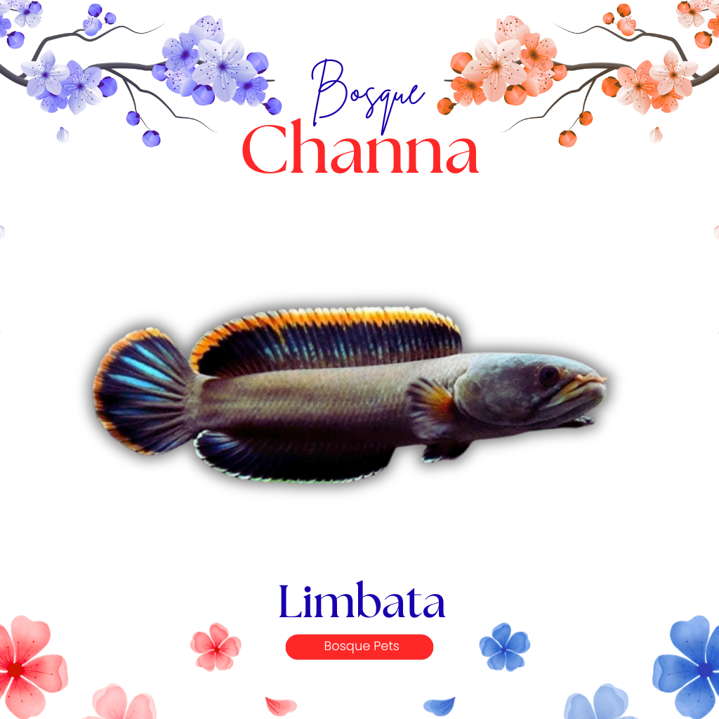 Bosque Channa Premium – Koleksi Penghias Akuarium Cantik & Menarik Tipe Channa Limbata Bahan