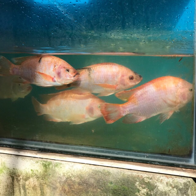 Ikan nila hidup / Ikan nila segar instan