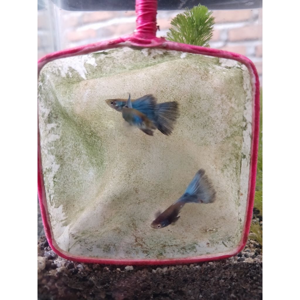 Ikan Hias Guppy Blue Moscow