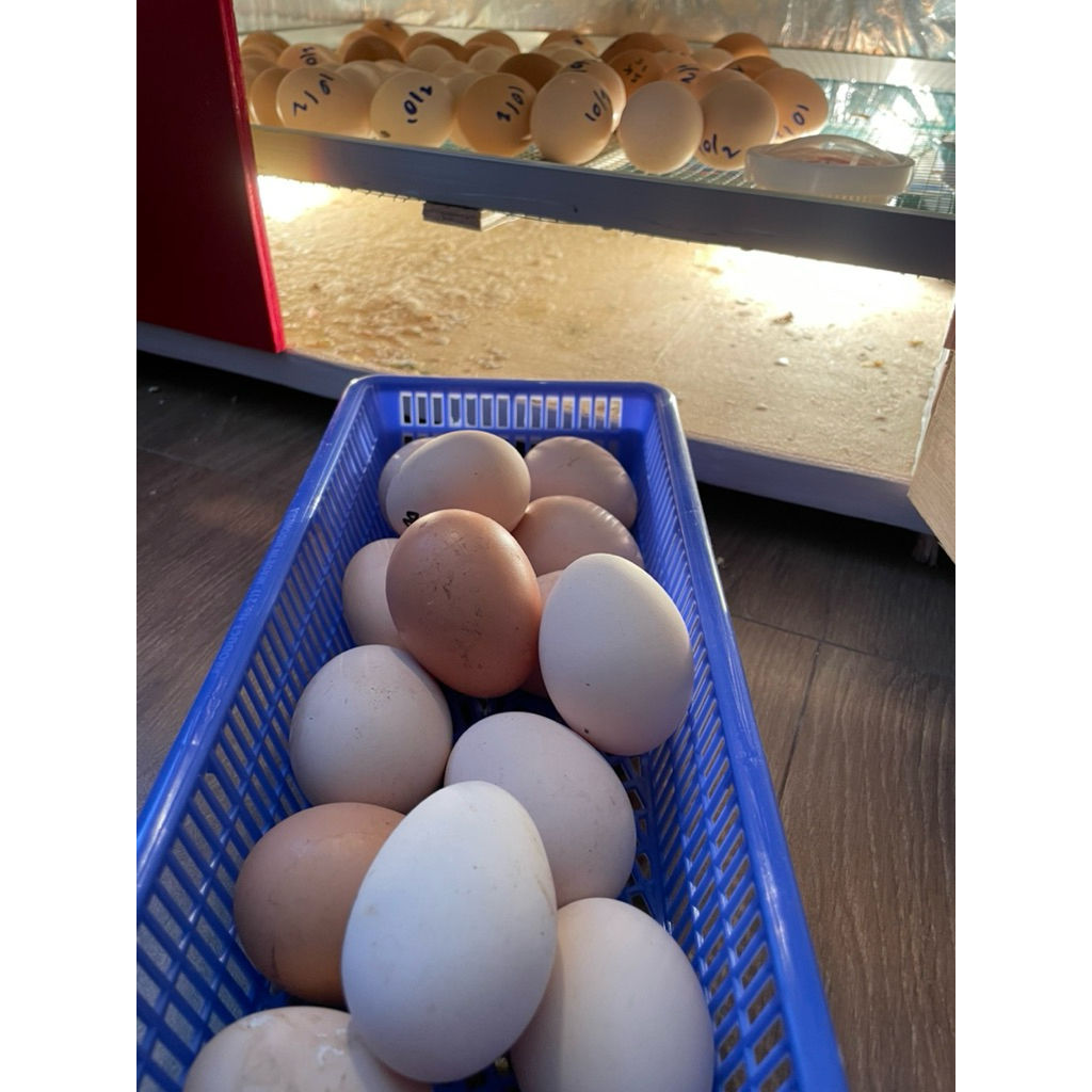 Telur tetas Ayam Black Permud 3 (BP3)