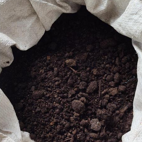 Pupuk Organik Kohe Sapi