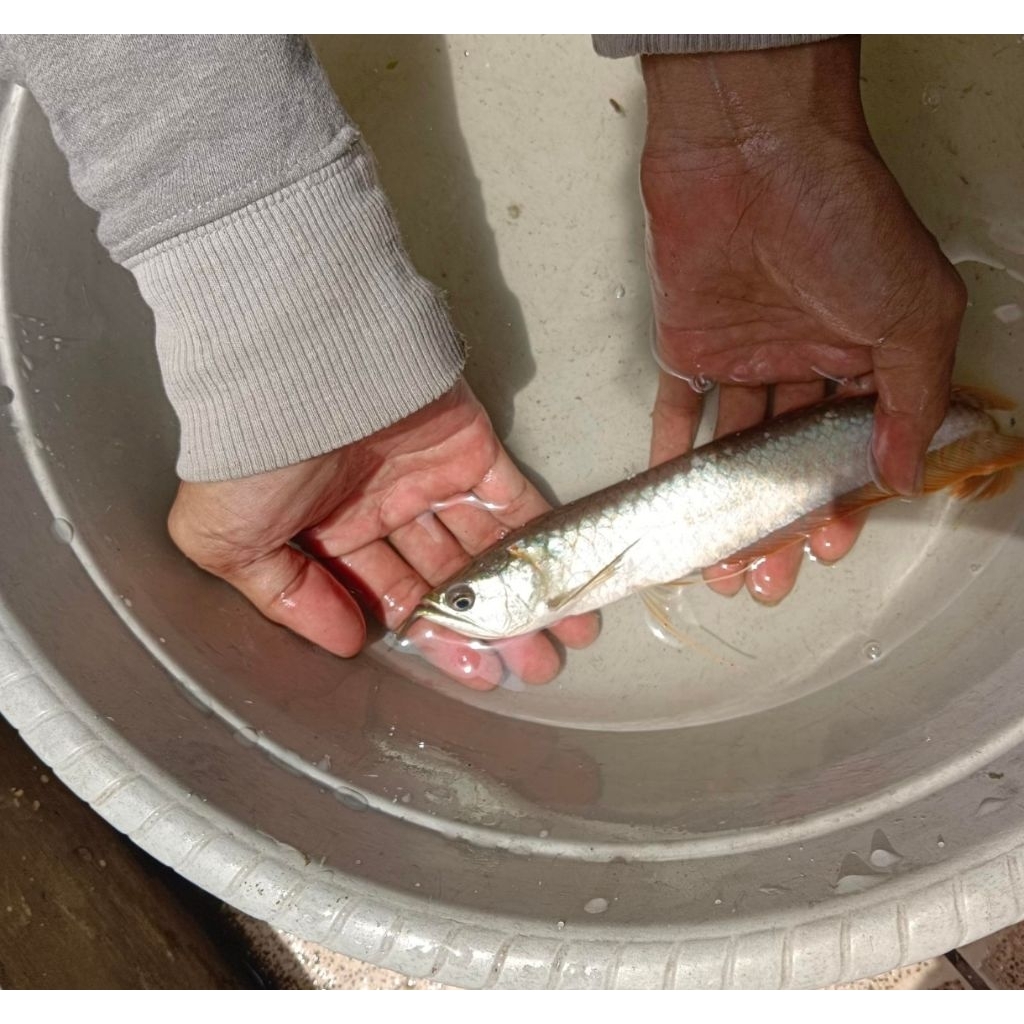 Arwana/Arowana Silver Red Serat Merah 19-21 CM #PromoSpecial