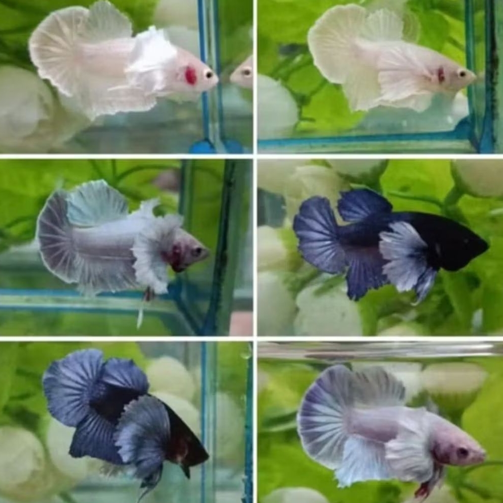 IKAN HIAS CUPANG PLAKAT LINE DUMBO EAR RANDOM SIZE +-4 CM [BISA PILIH JANTAN/BETINA] [ISI 2 EKOR]