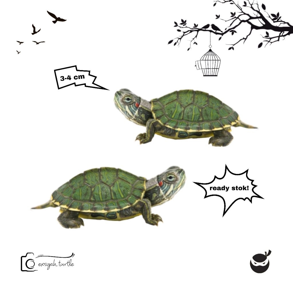 Kura kura brazil mini hiasan aquarium | ready stok
