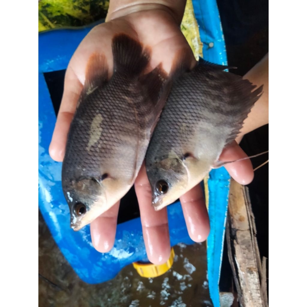 bibit ikan gurame soang