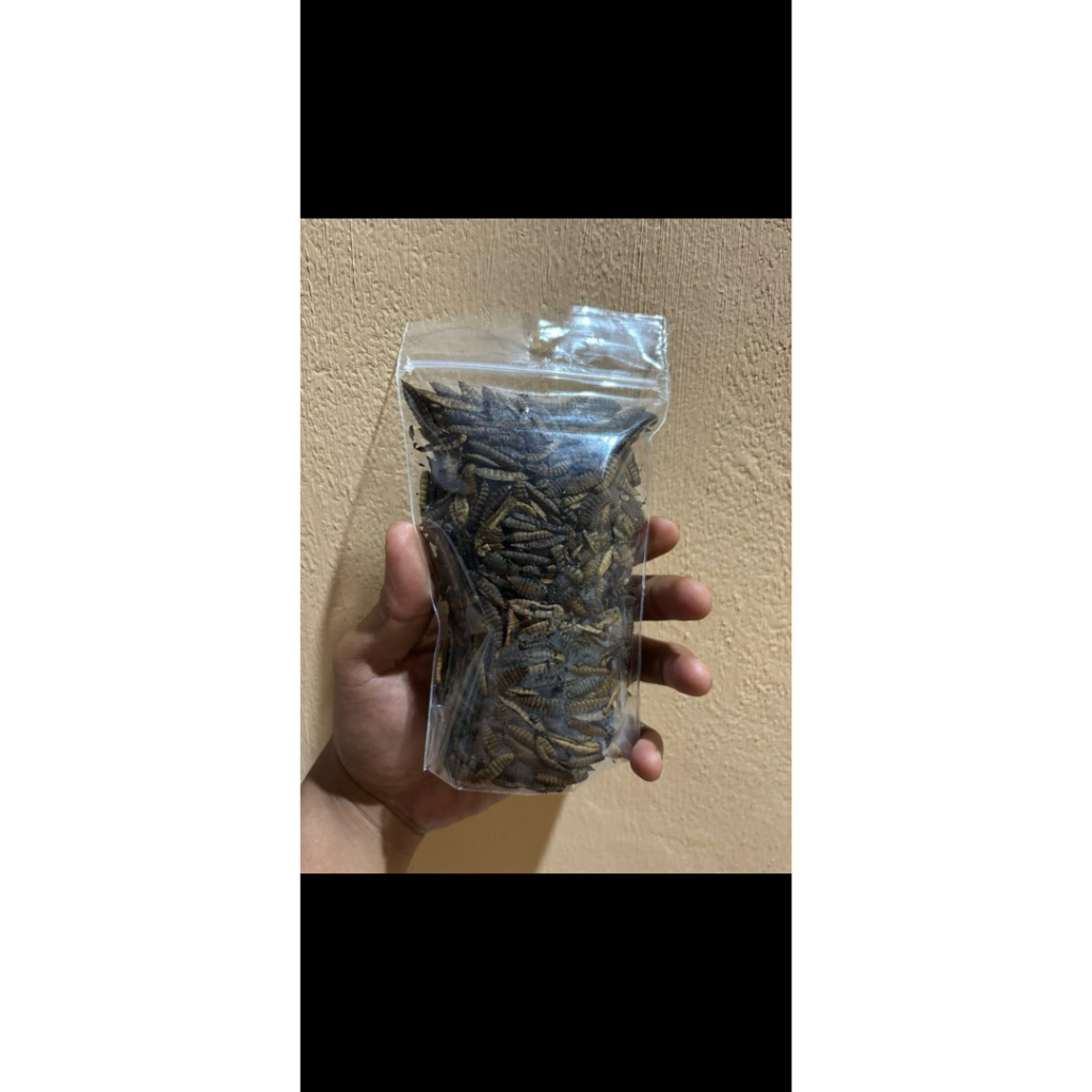 MAGGOT BASAH/KERING LUR