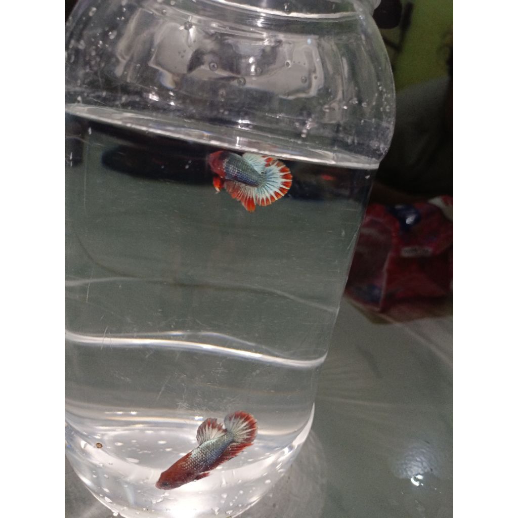 ikan cupang FCCP RED HEAD