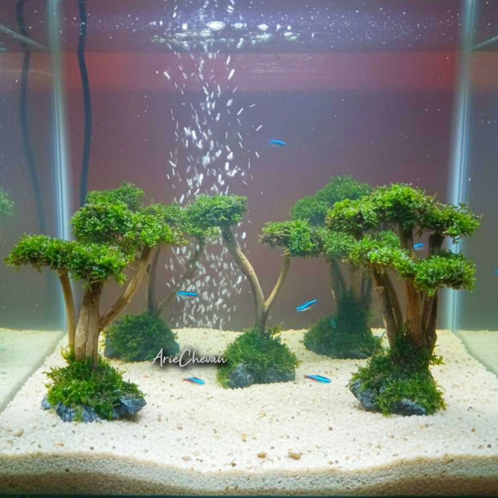 hiasan aquarium pohon bonsai aquascape model akar Moss Asli