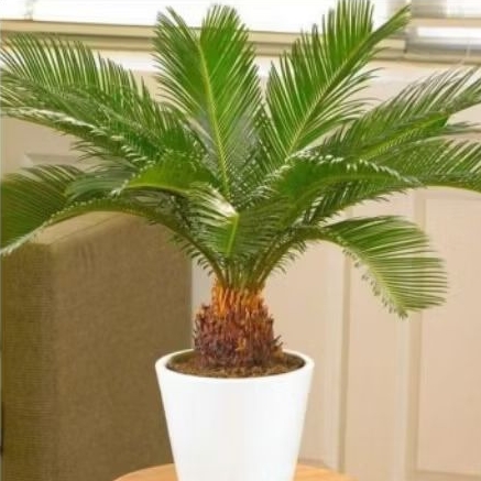 tanaman sikas jumbo 4 sampai 5 daun