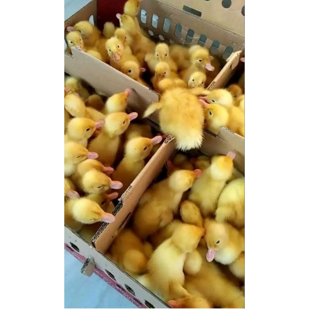 Dod bebek Peking pedaging super usia 1-10 hari