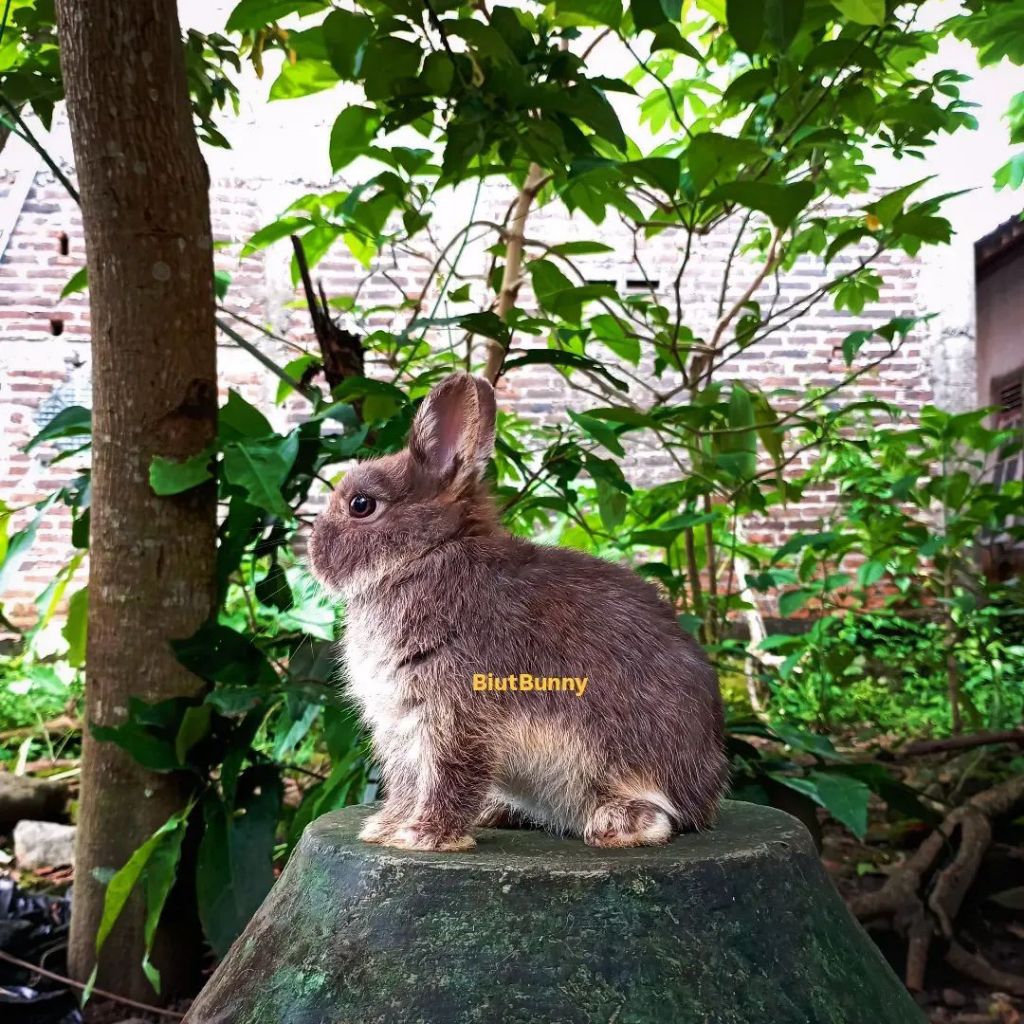 Anakan Kelinci Hias Mini Netherland Dwarf jantan choco otter 3bln