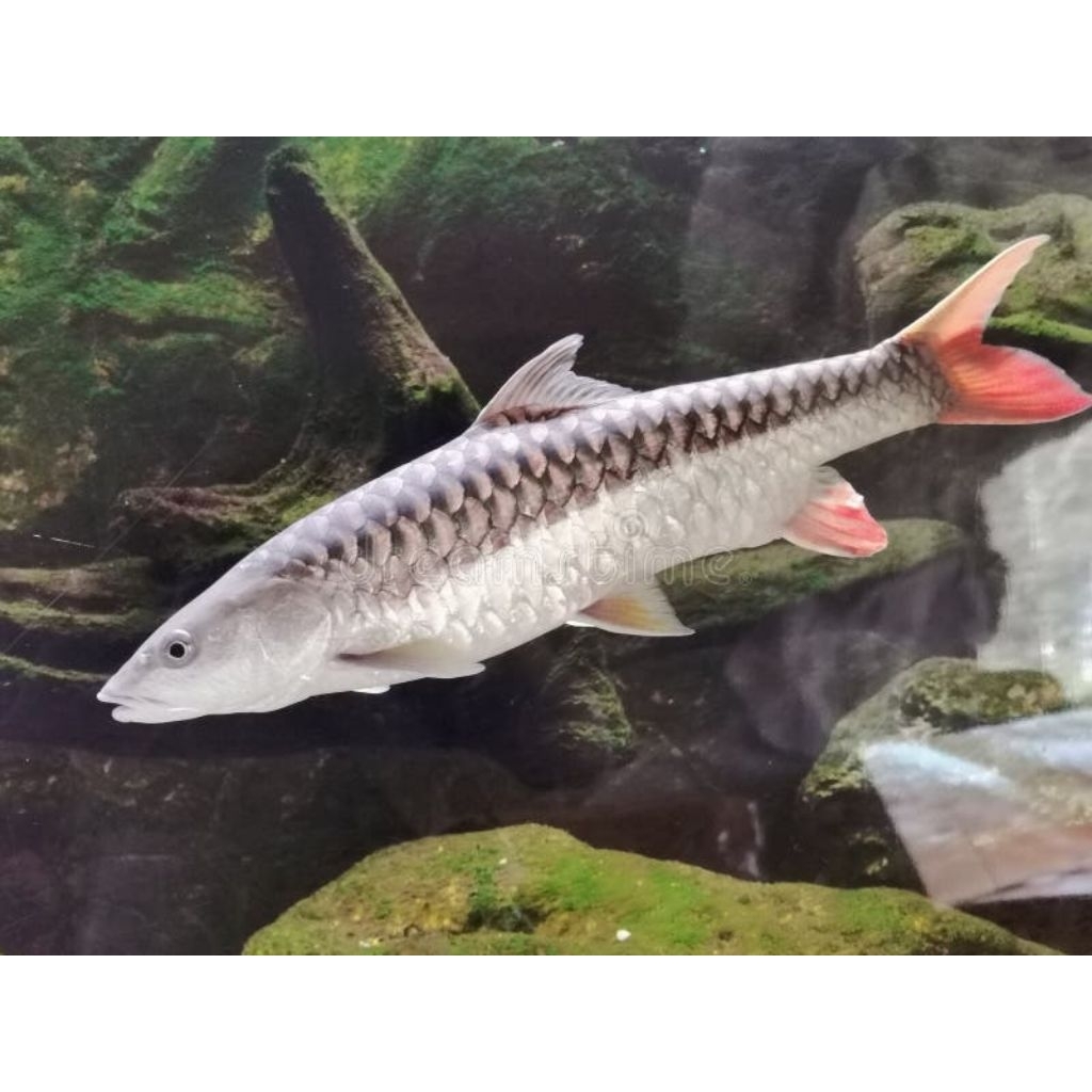 (STIKER) Tor Putitora 14-16cm (import bhutan)