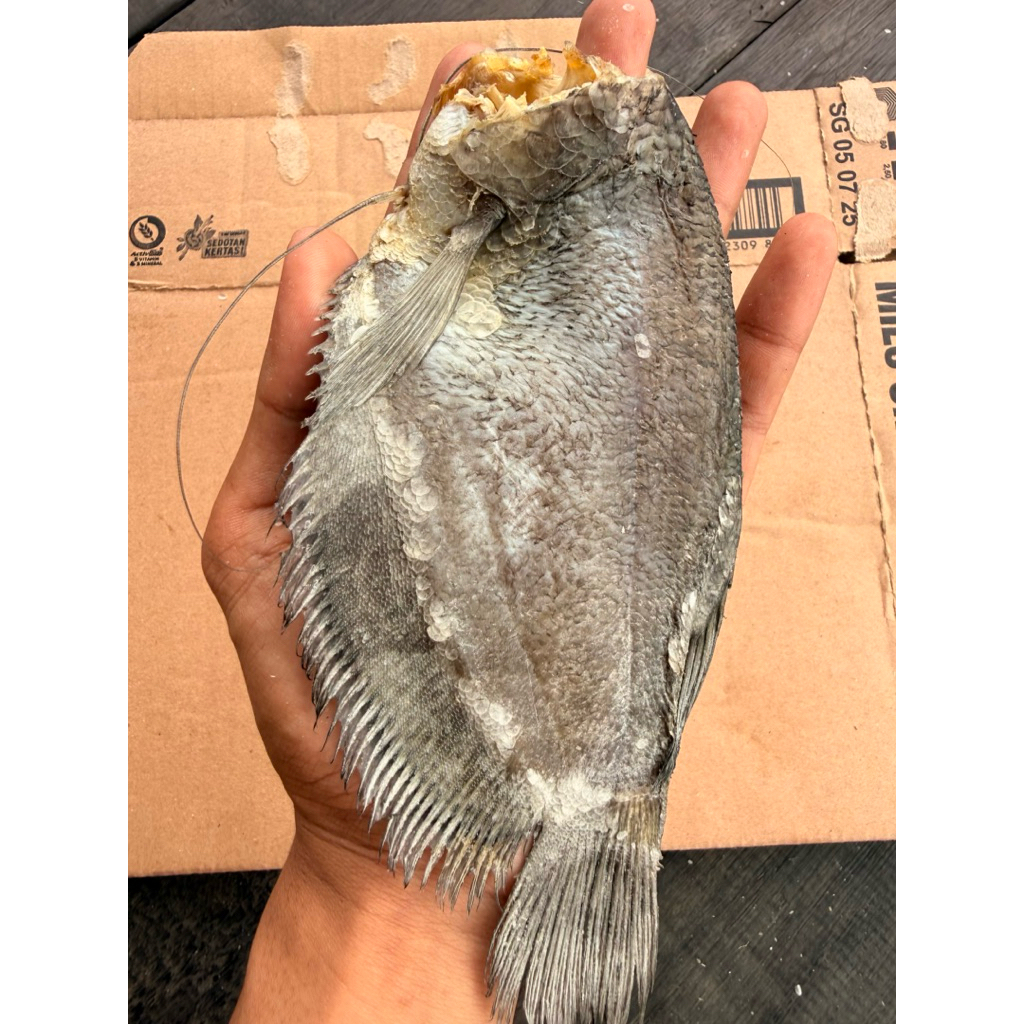 Ikan kering siam jumbo kalimantan