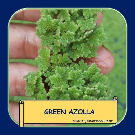 TANAMAN AQUASCAPE - AZOLA HIJAU / GREEN AZOLLA (TANAMAN APUNG)