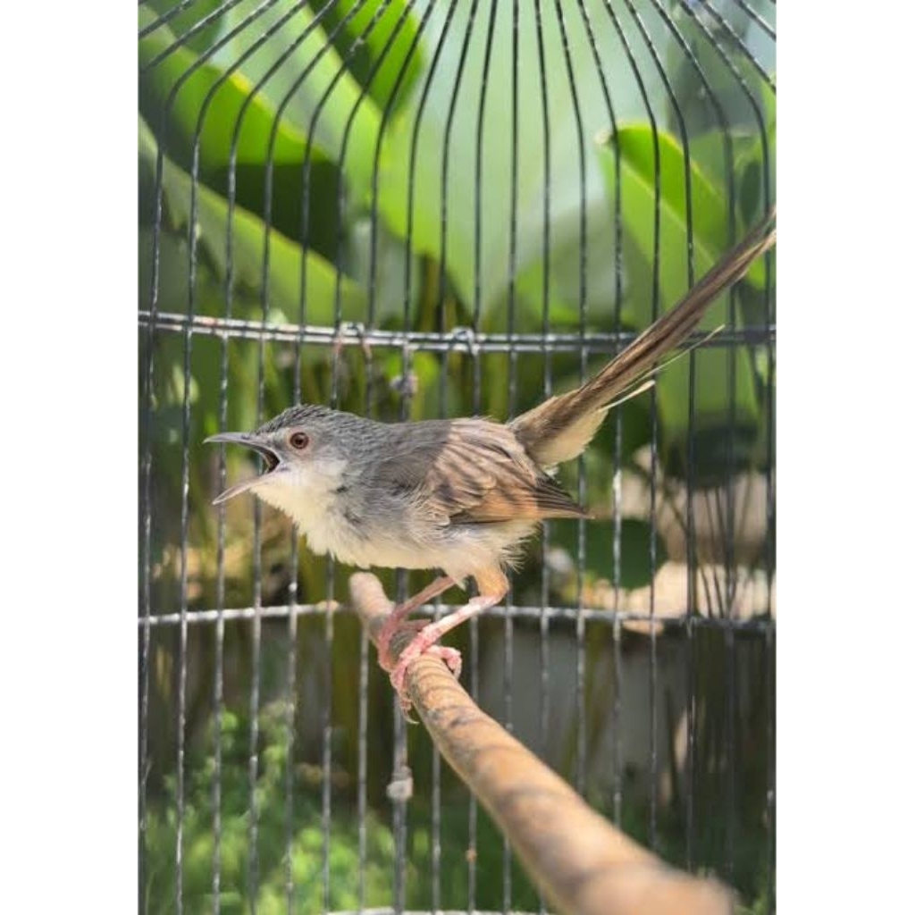 cigun ciblek gunung jantan voer total rawatan