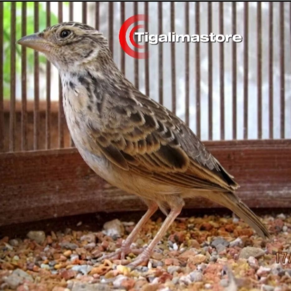 BURUNG BRANJANGAN PARVA JANTAN PILIHAN