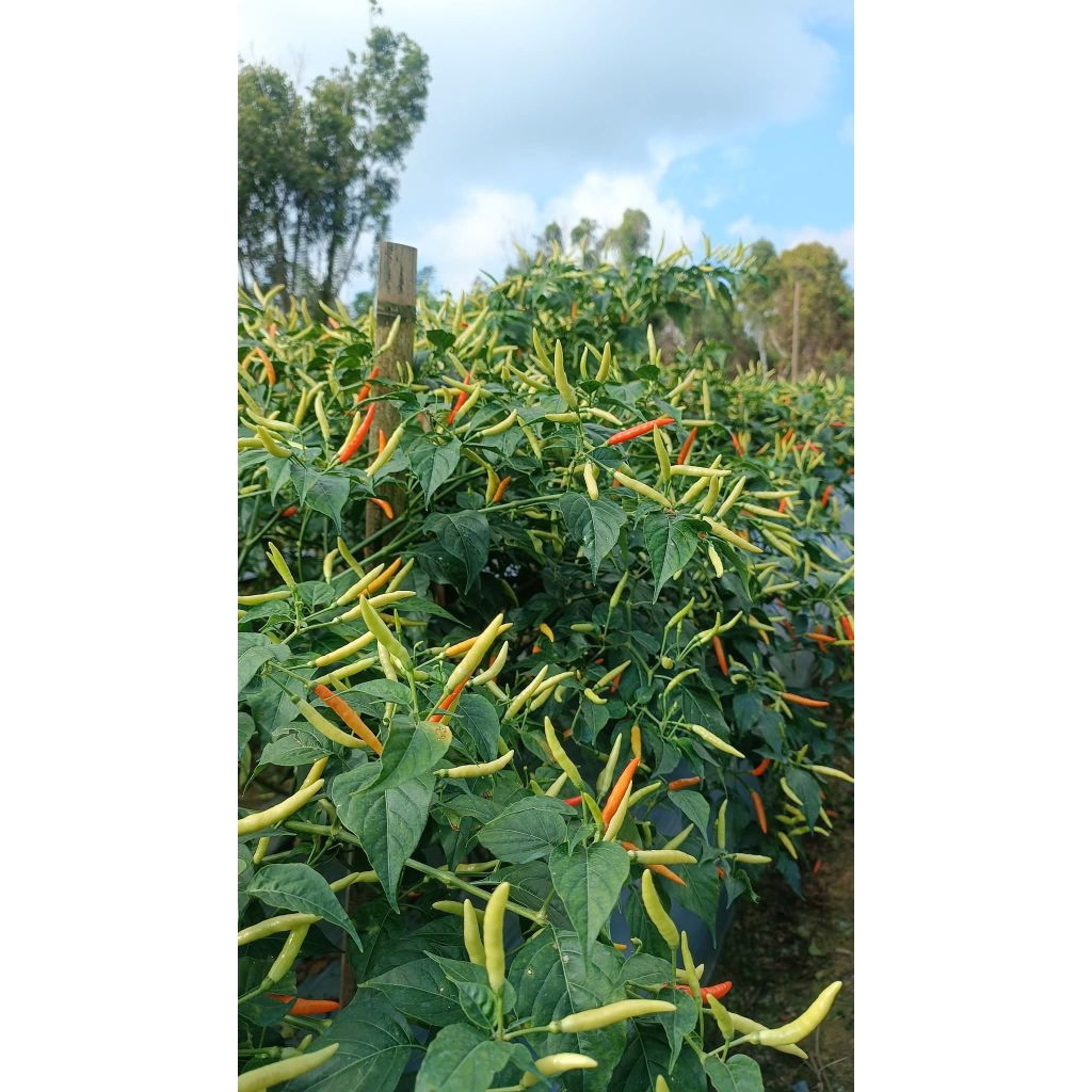 BENIH CABE MINAHASA LOKAL BERKUALITAS TINGGI REPACK 200BUTIR REAL Rp.12.000