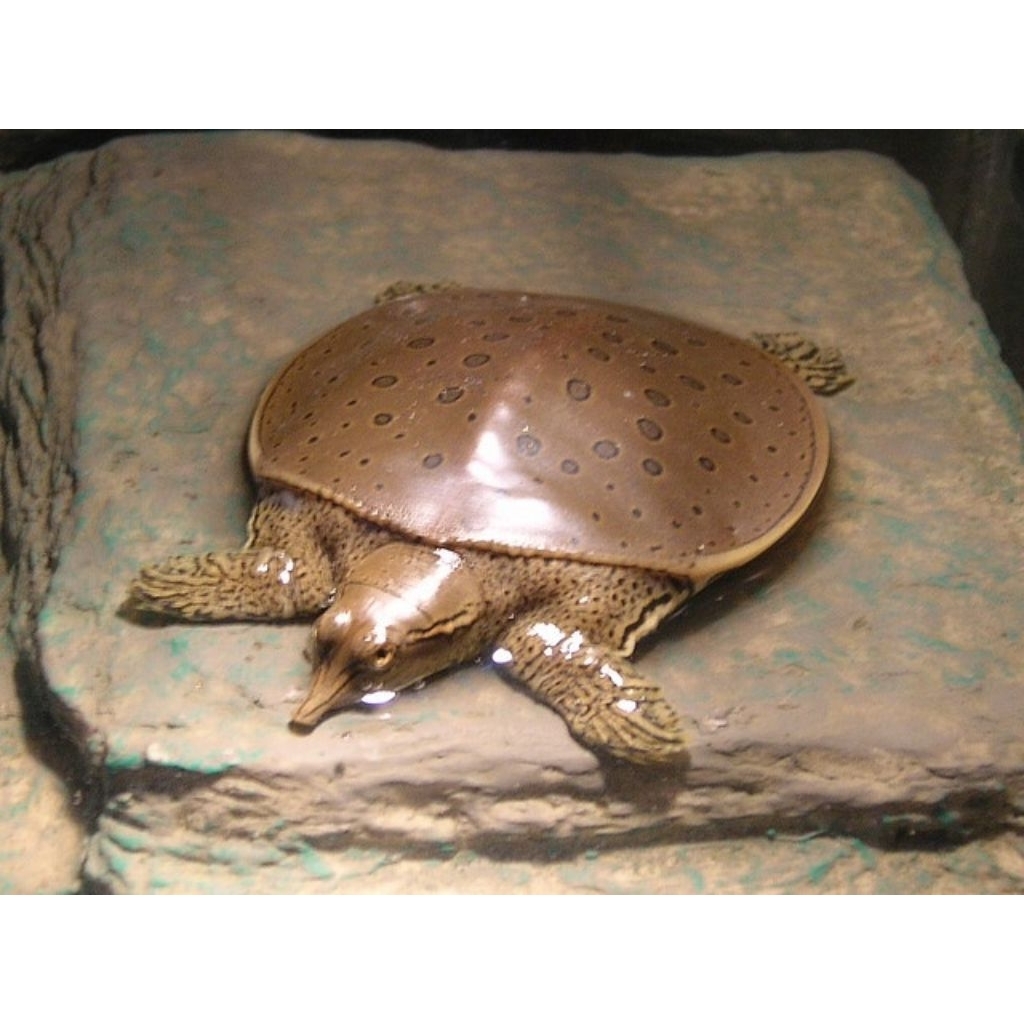 Labi-Labi Hidup / Bulus / Pio Fresh - Kualitas Peliharaan & Konsumsi Sehat - Pengiriman Aman & Garan