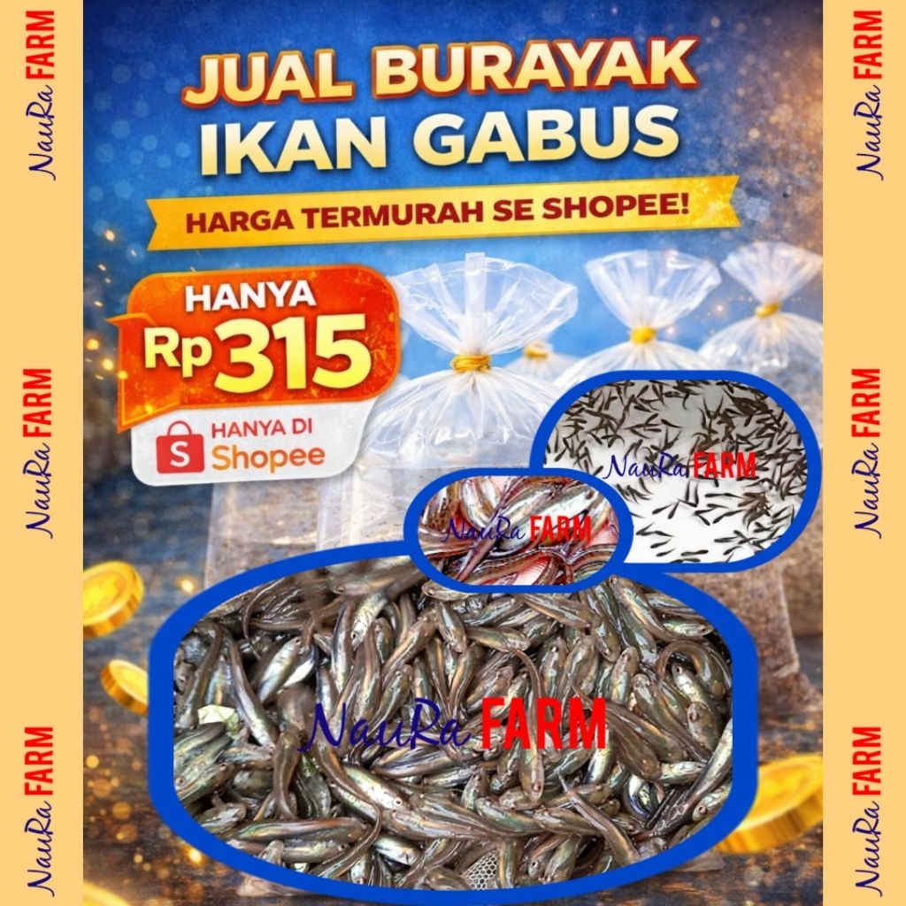 Anakan Gabus Burayak Bibit Ikan size Kecil -+2 cm