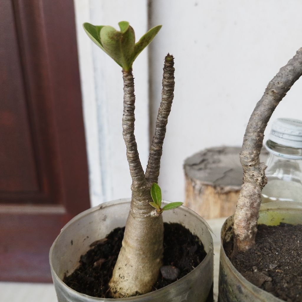 Adenium Arabicum Thaisocotranum Socotra Black RCN
