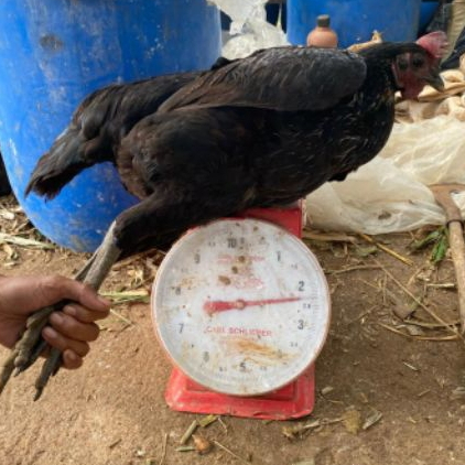 AYAM PELUNG HIDUP SEPASANG ATAU SATUAN