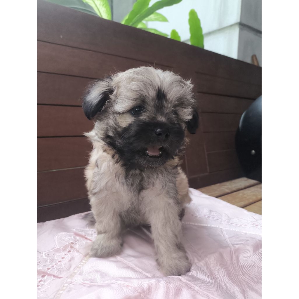 Anak Anjing Maltipoo (maltese poodle yorkie)