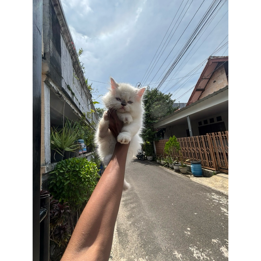 kitten ragdoll jantan
