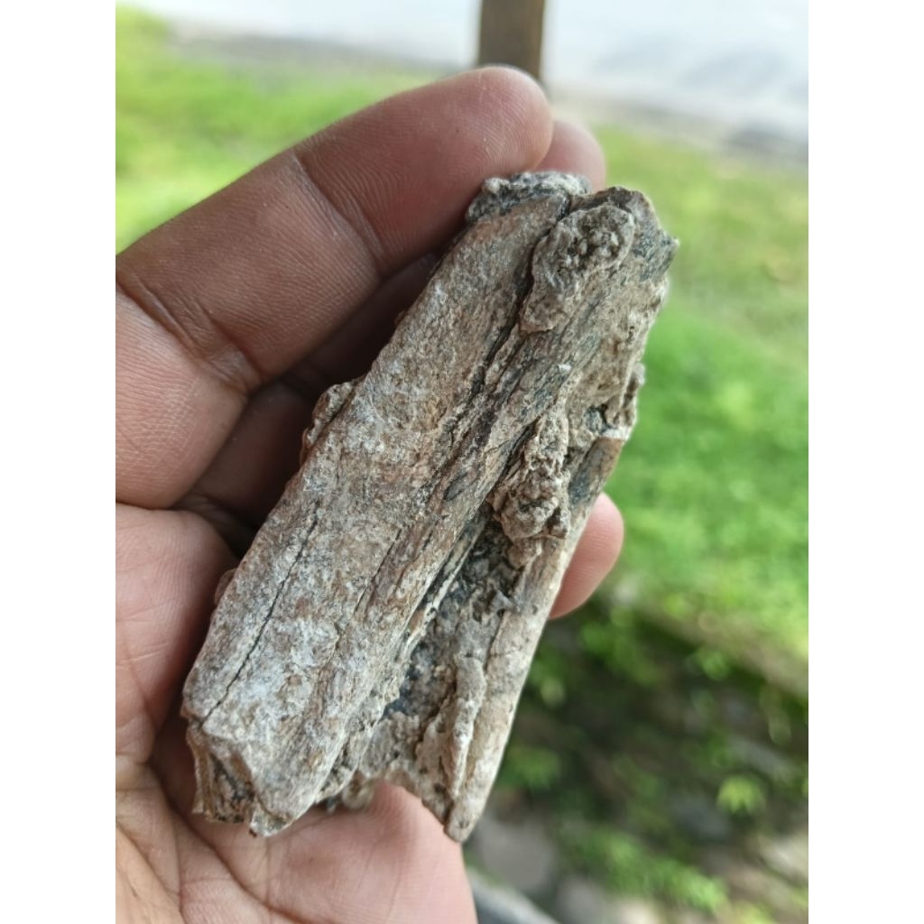 siung untu gigi warak memposil