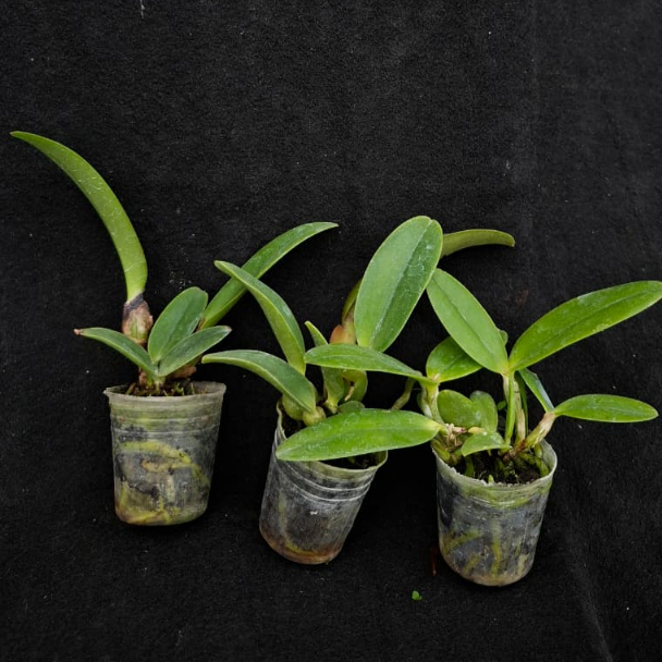 DD Orchid Paket Seedling Cattleya (random)