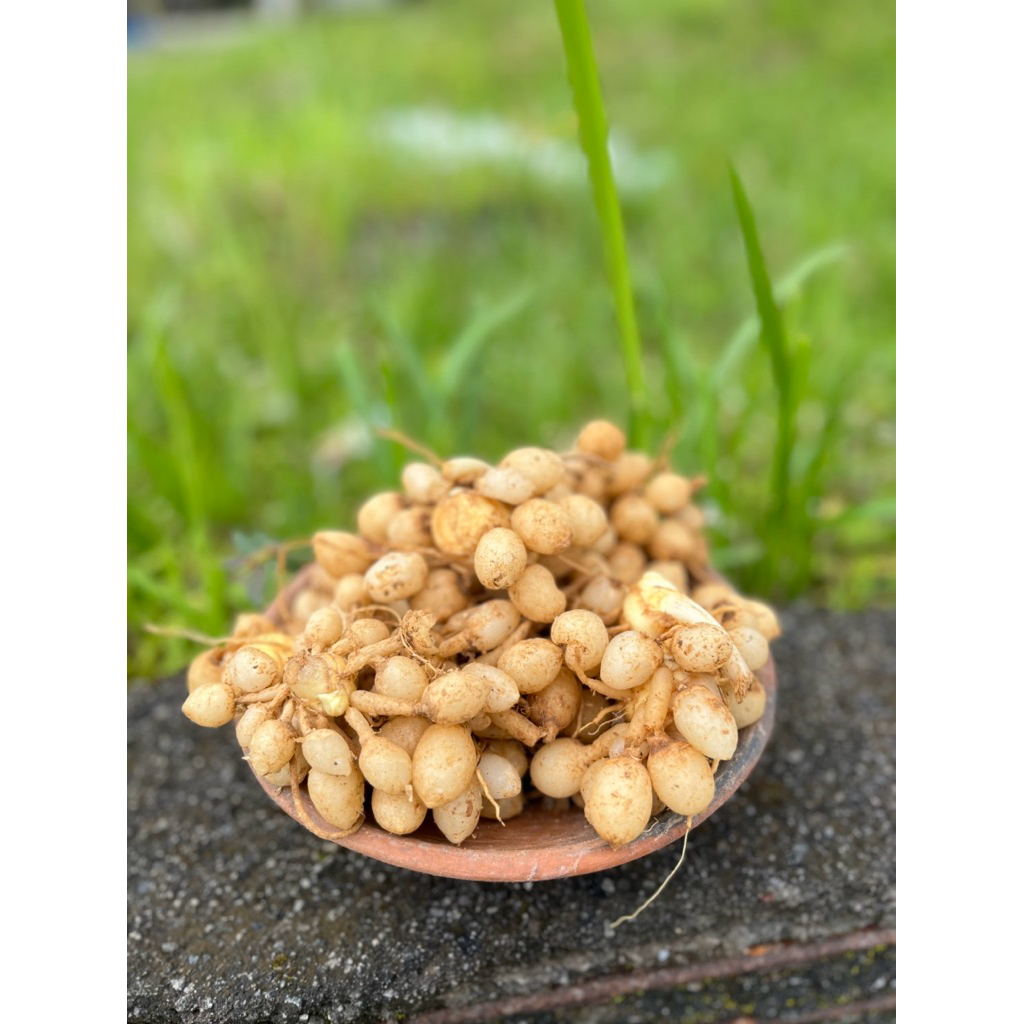 kunyit putih gombyok / kunci pepet super segar