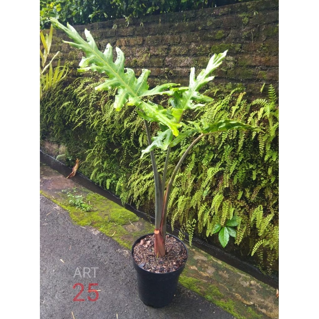 Alocasia 'Porteii' Alokasia Sesuai Foto