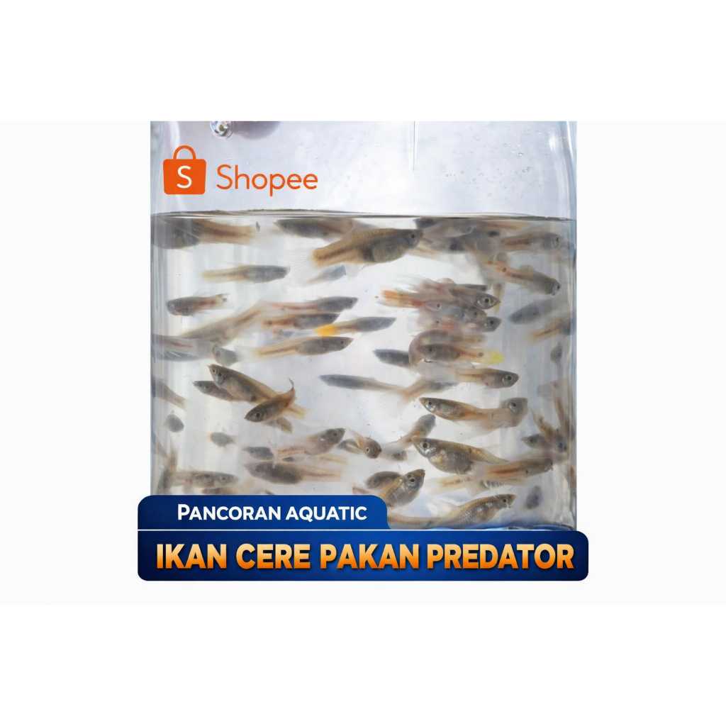 Ikan cere hidup  untuk pakan ikan predator