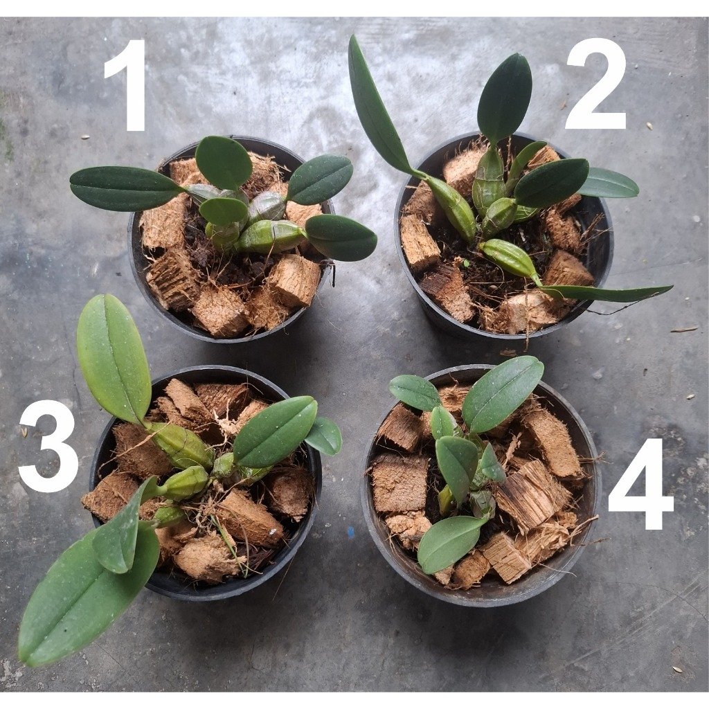 Anggrek Species Agregatum Papua | Si Mungil Ceplok Telor | Anggrek Langka
