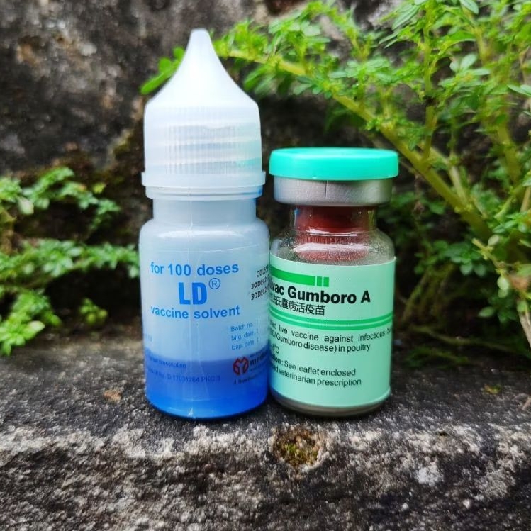 Vaksin Gumboro A Dosis 100 ekor Vaksin Ayam Umur 7 - 30 Hari Vaksin Ayam Anti Virus Gumboro & Anti S