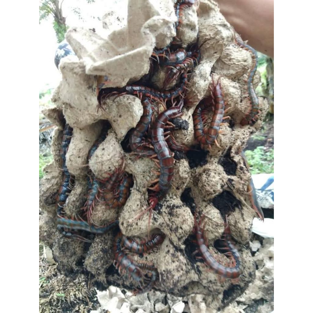 Paket Hemat 20ekor Kelabang Lipan Merah Garansi Hidup ukuran Kecil 5-8cm Pakan Arwana Arowana Lohan 
