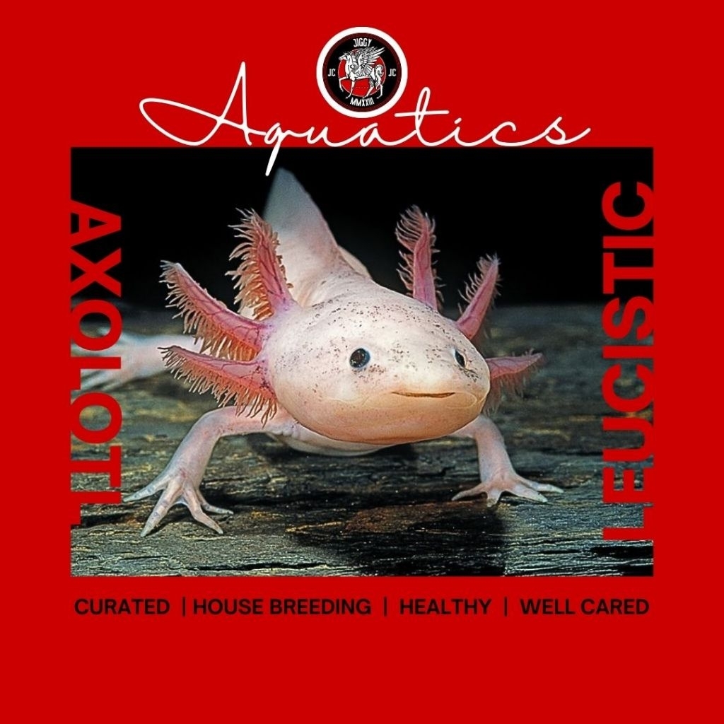 Axolotl