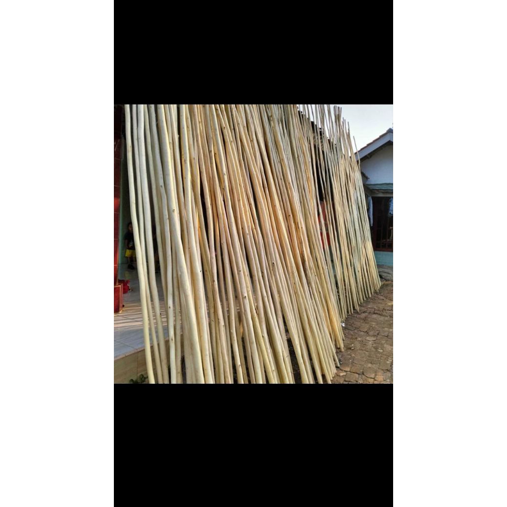 ranting kayu Dolken super panjang 4meter