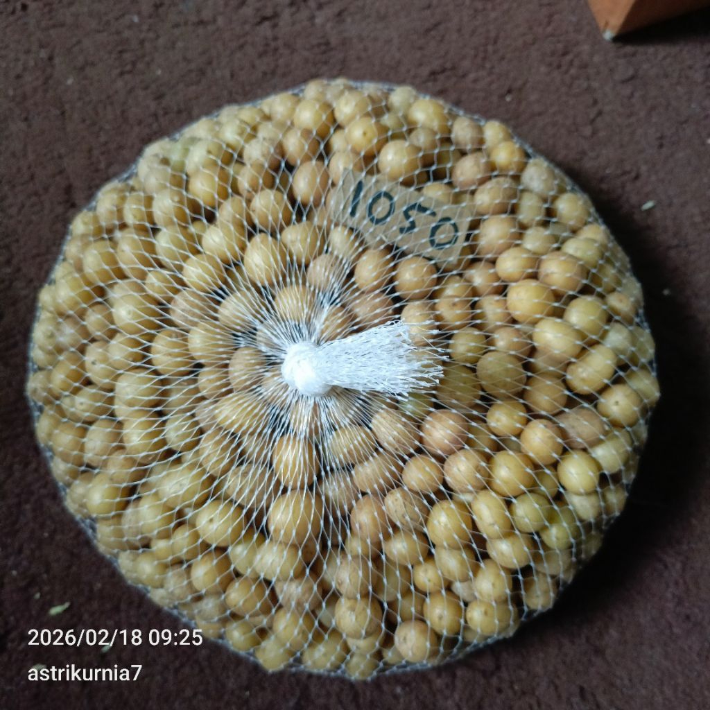 Bibit kentang g0 granola L (pilus)