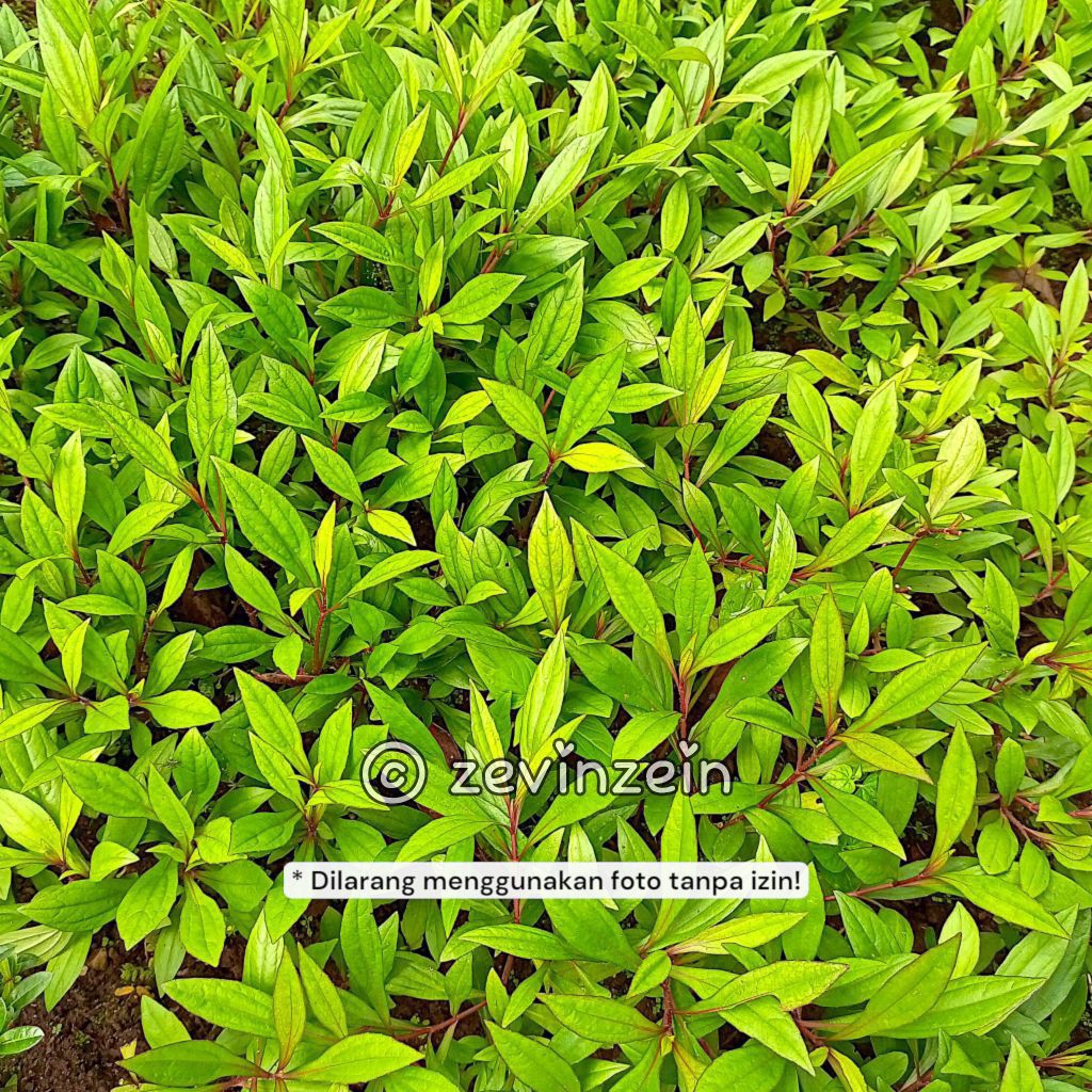 Daun Prasman Genjik Segar 20 gram Langsung Petik