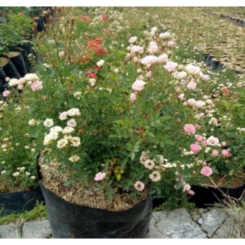 Tanaman Hias Bunga Mawar Babyrose /Mawar mini
