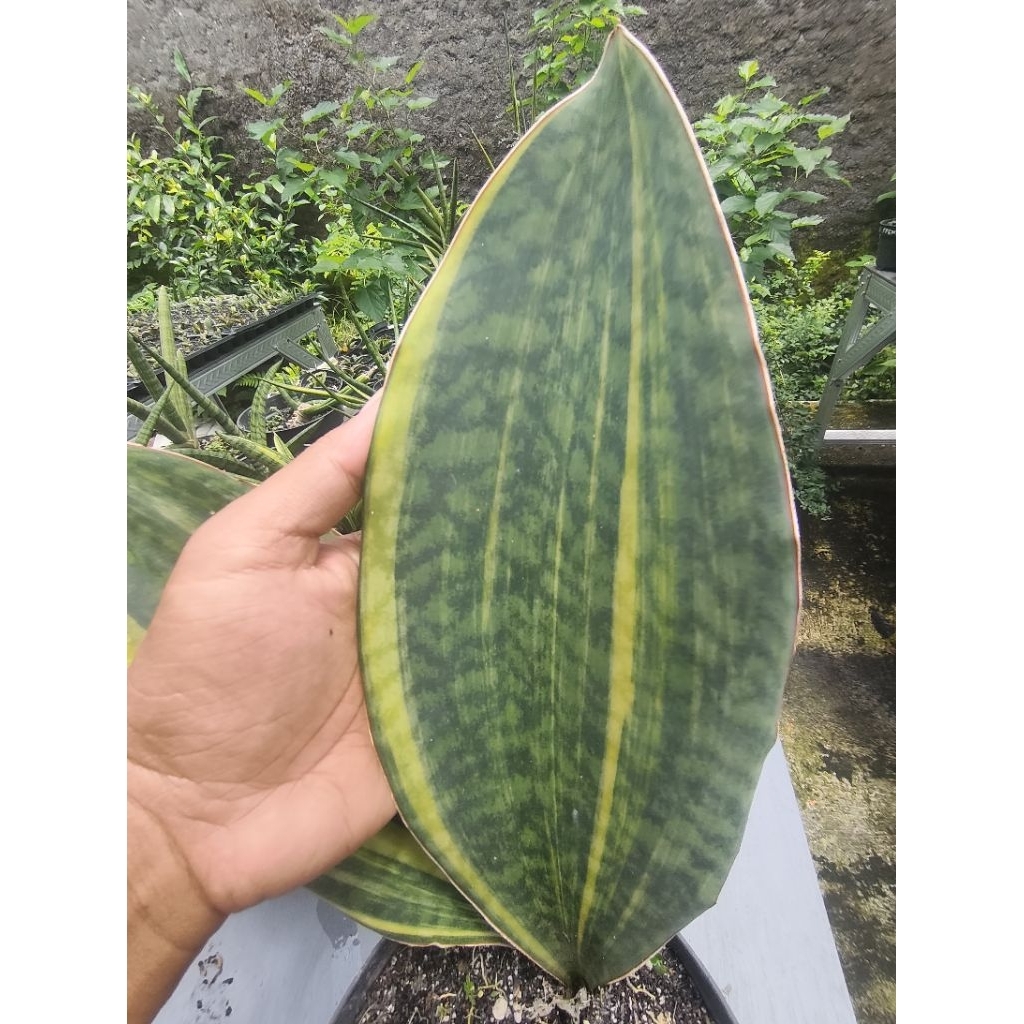 Sansevieria Masoniana Yellow Varigata